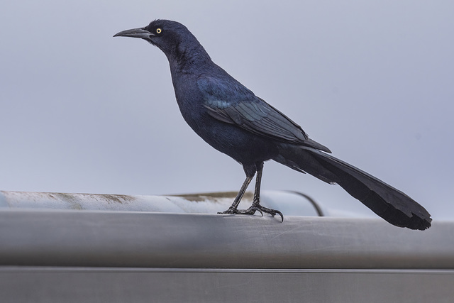 Great-tailed Grackle