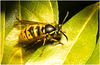 EF7A3335 Common Wasp