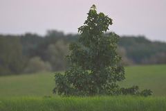 Kleiner Baum