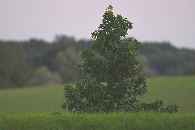 Kleiner Baum