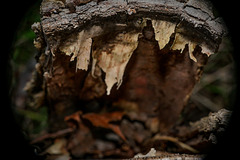 les dents du bois