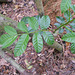 DSCN1401 - pau-amargo Picrasma crenata, Simaroubaceae