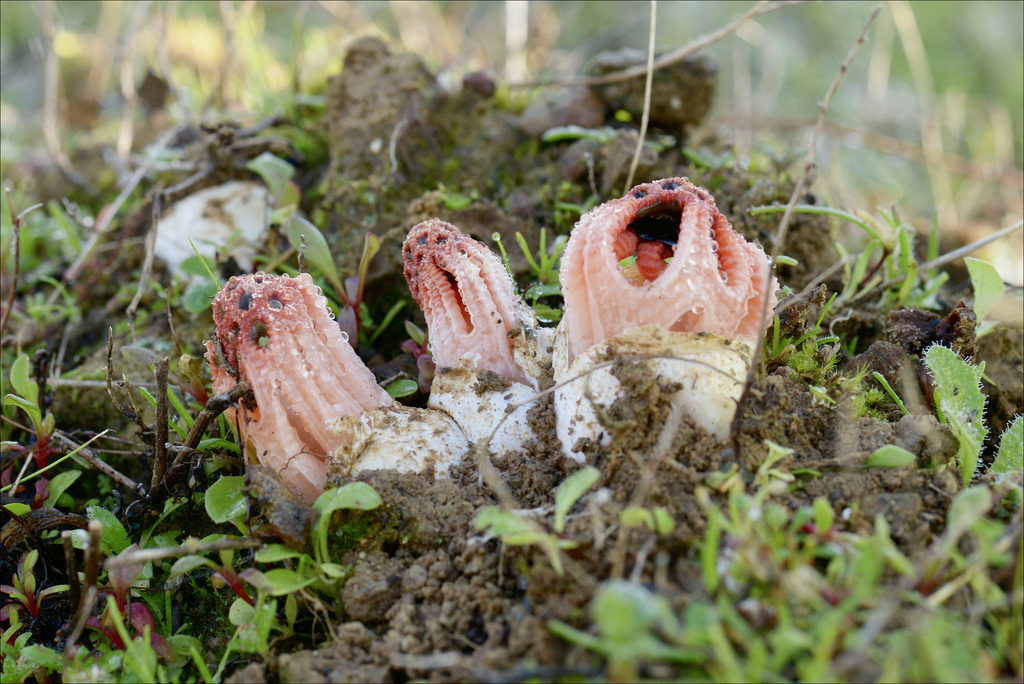 Clathrus cancellatus, Gaiola de bruxa V