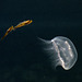 Aurelia ; Auquarium Helgoland