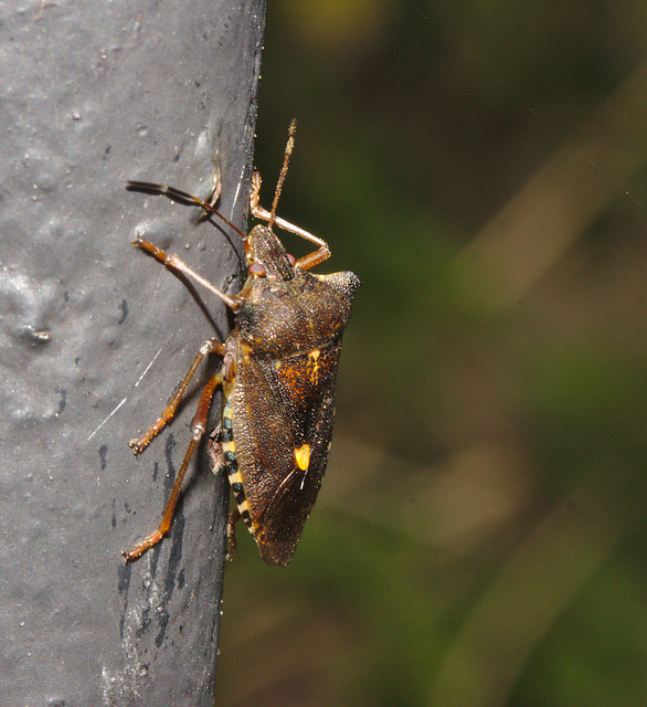 Shieldbug IMG_7758