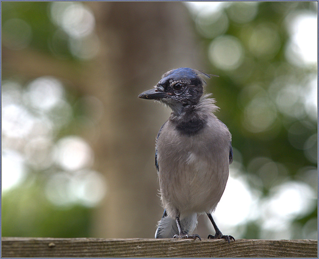 The fledgling losing his fledging feathers