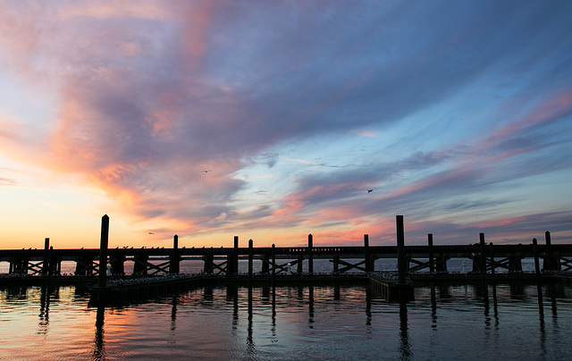 Birds at sunset, Neuse River