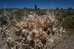 Tetradymia Axillaris, Death Valley USA L1020030