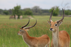 Red Lechwe Posing in the Beautiful Light