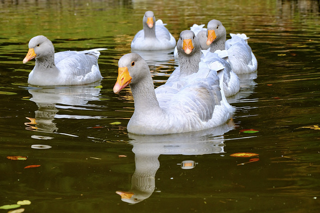 Wildpark Silz - Gänse