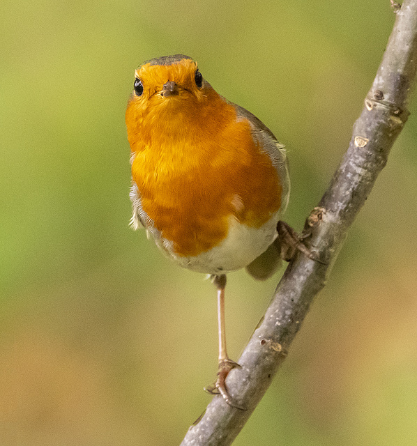 Robin