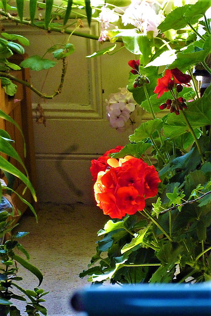 The red geranium is really blooming well