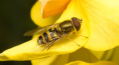 EF7A3341 Hoverfly