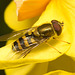 EF7A3341 Hoverfly