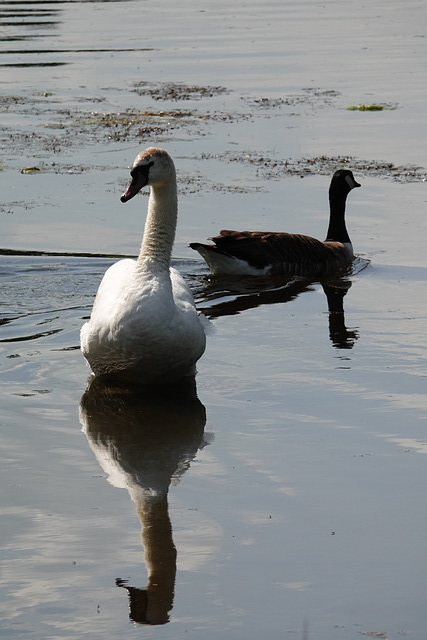 Swan and goose