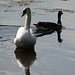 Swan and goose