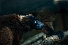 20240825_Aschersleben Tierpark (Nikon D800+Nikon D2x)