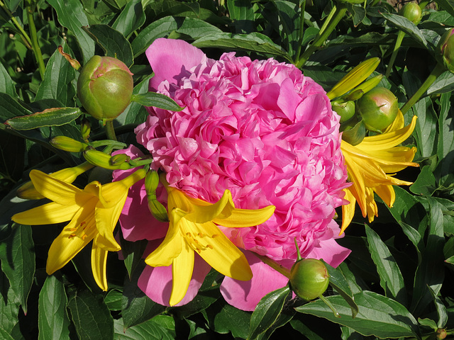 Bauernrose und Gelbe Taglilie