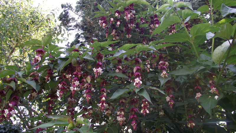 Leycesteria Formosa - Himalayan Honeysuckle