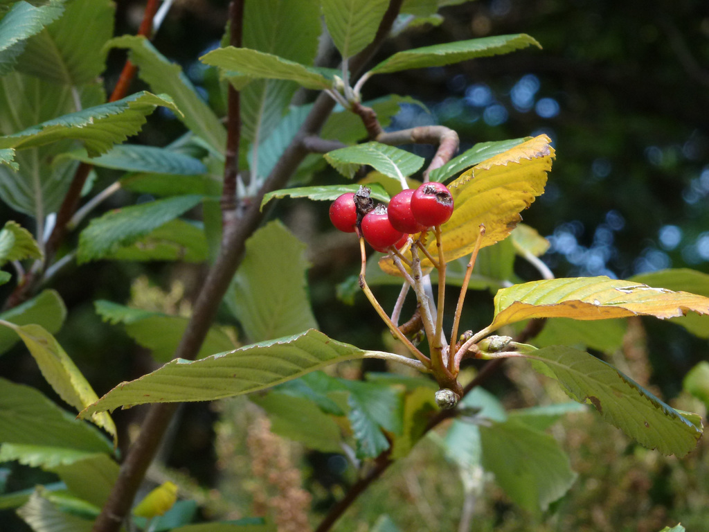 20151002 Fee Arboretum Espaze (40) al