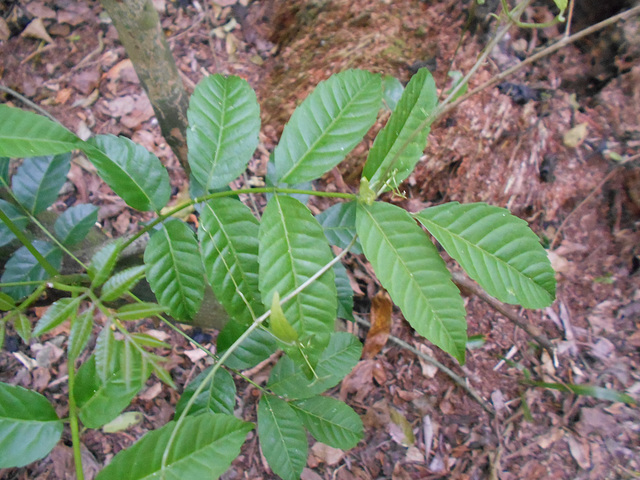DSCN1402 - pau-amargo Picrasma crenata, Simaroubaceae