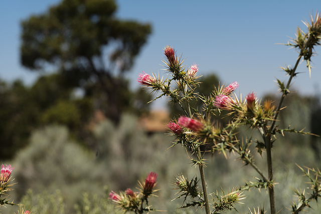 Cirsium arizonicum , Grand Canyon USA L1007423