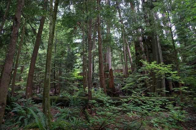 Capilano Forest