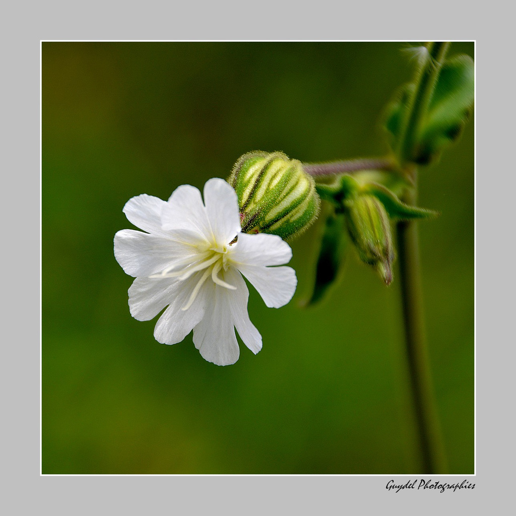 Silene Latifolia ...