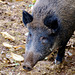 Wildpark Silz - Wildschwein