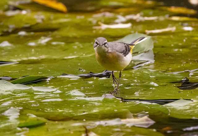 Grey wagtail