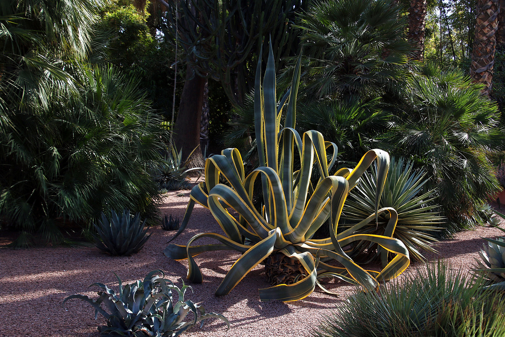 Dès 1980, le Jardin Majorelle est devenu la propriété d’Yves Saint Laurent et appartient aujourd’hui à la fondation Yves Saint Laurent et Pierre Bergé.