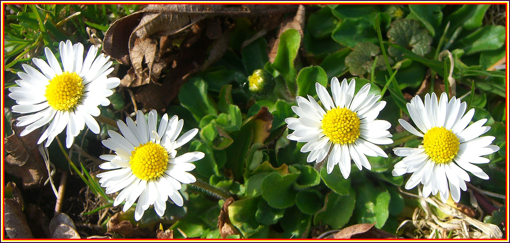 Gänseblümchen