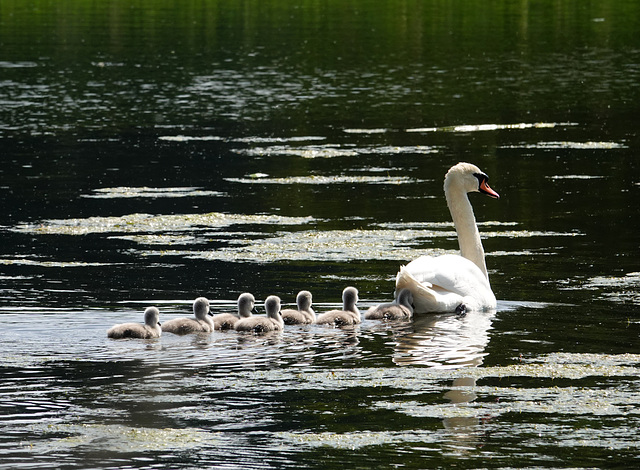 Swan and cygnets