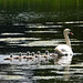 Swan and cygnets