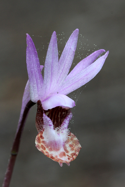 Calypso bulbosa var. occidentalis