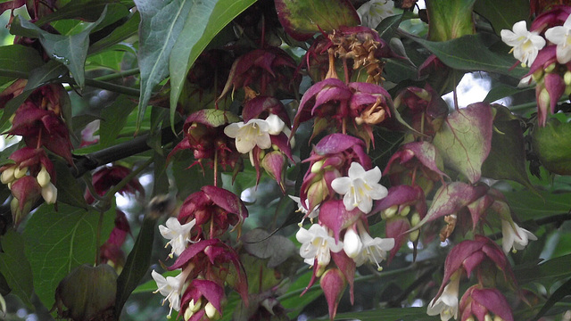 Leycesteria Formosa - Himalayan Honeysuckle