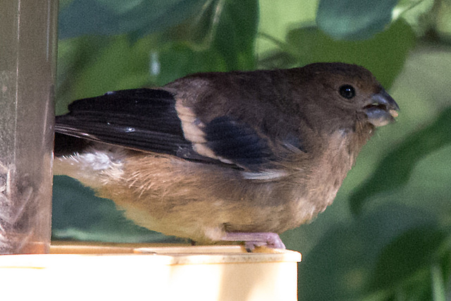 20150929 8926VRTw [D~LIP] Gimpel (Pyrrhula pyrrhula) [Dompfaff], Jungvogel, Bad Salzuflen