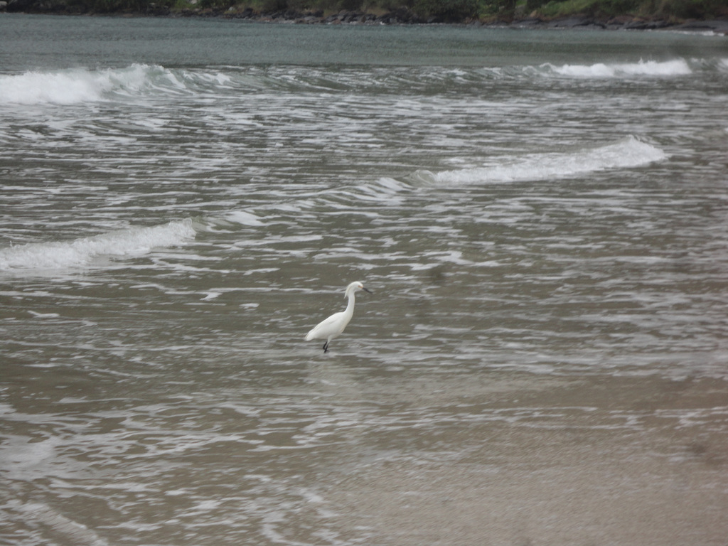 DSC00880 - garça-branca-pequena Egretta thula