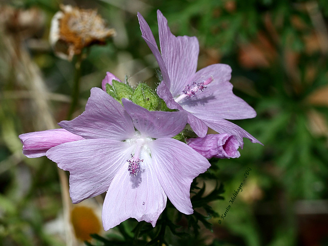 Hübsche Blüte