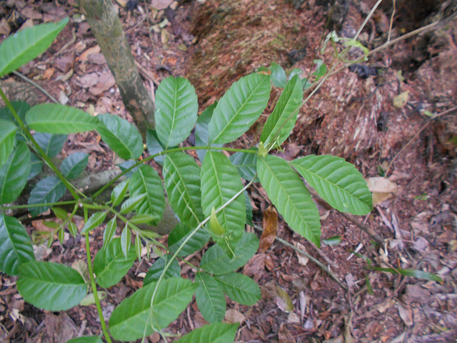 DSCN1403 - pau-amargo Picrasma crenata, Simaroubaceae