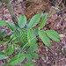 DSCN1403 - pau-amargo Picrasma crenata, Simaroubaceae