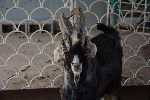 Turkmenistan, Portrait of the Goat in the Village of Täze Zaman