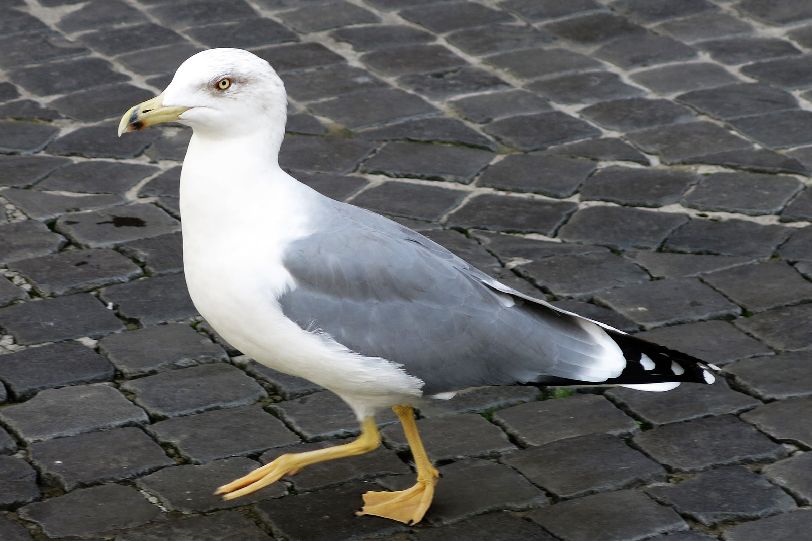 Goéland leucophée à Rome (Italie)