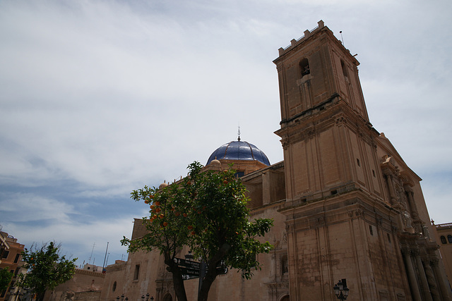Orange Tree In Front Of The Basilica