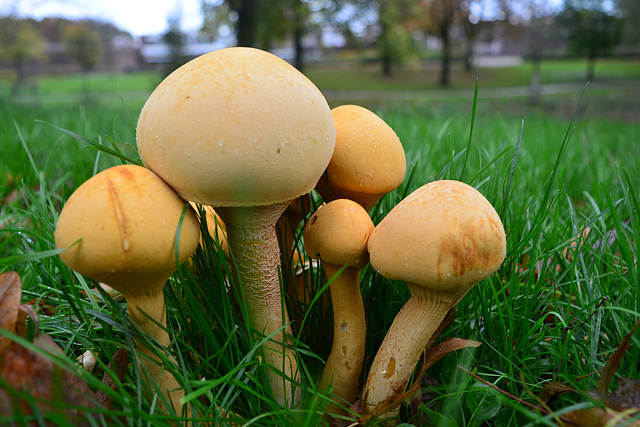 Phaeolepiota aurea