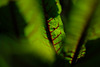 DSCF7100