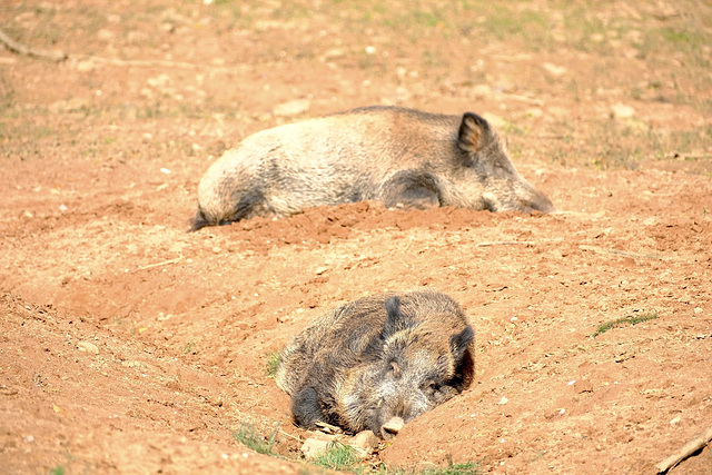 Wildpark Silz - Wildschwein Mittagspause