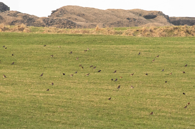 Fieldfare Starling Redwing wider