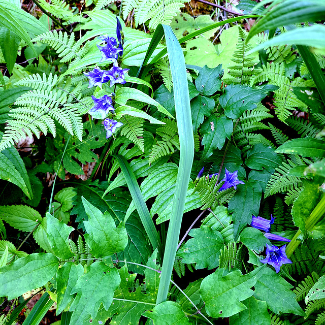 Schwalbenwurz-Enzian (Gentiana asclepiadea)