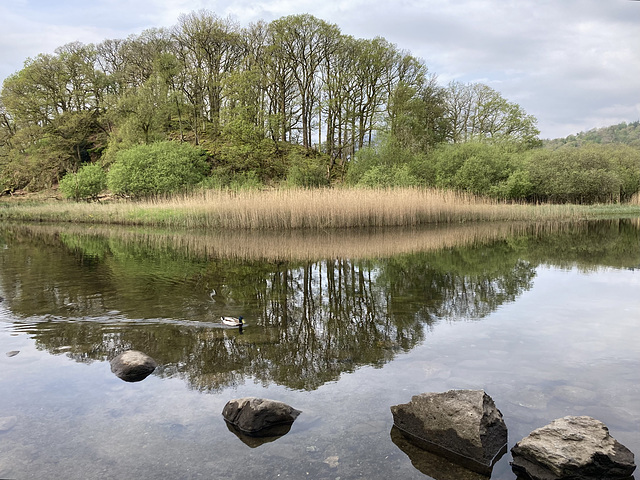 Reed Beds wider